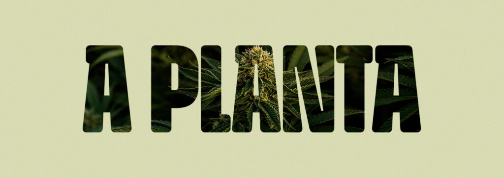 A PLANTA